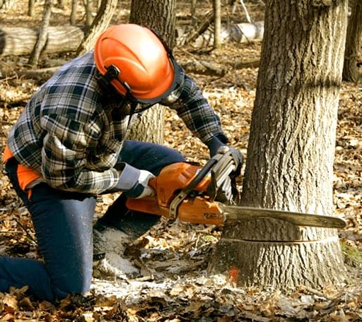 Tree Removal in Eagle Springs, NC